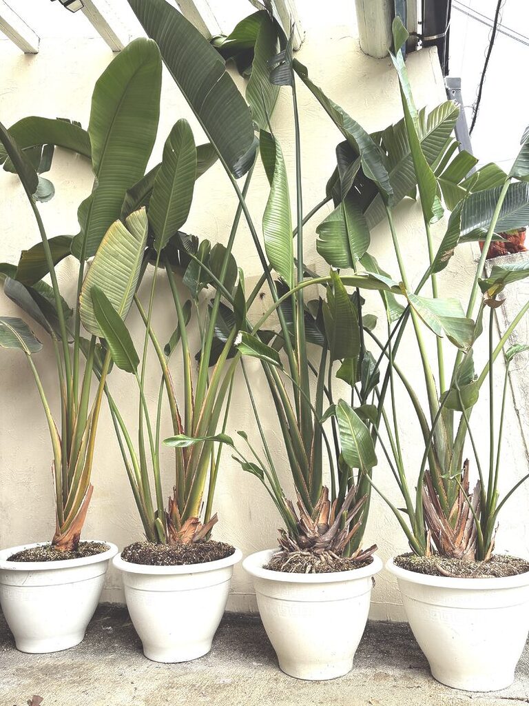 38. 10 ft (H) Plant - Augusta