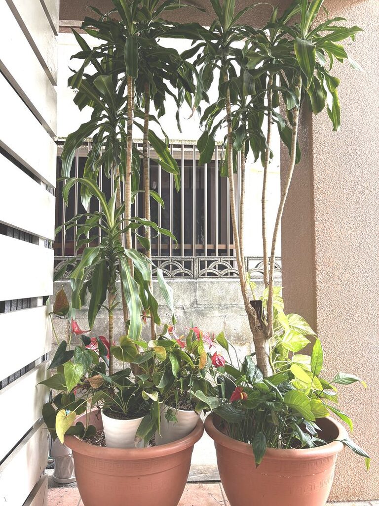 40. 10 ft (H) Plant - Dracaena & Anthurium, Dracaena & Pothos