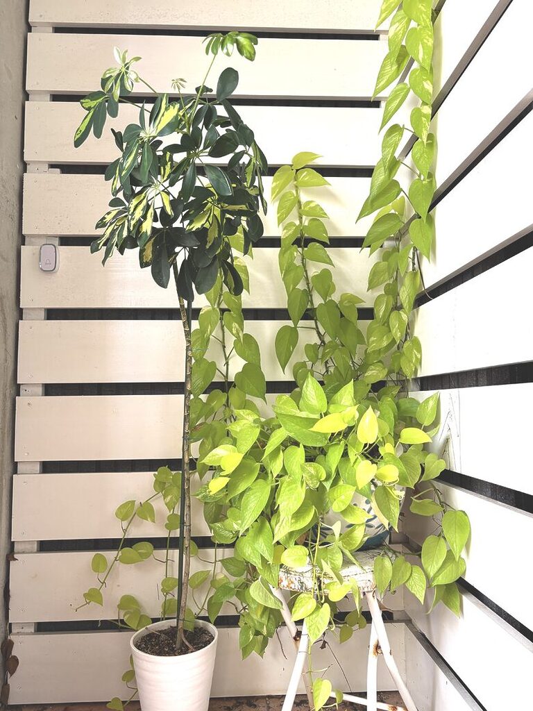 43. Schefflera, Pothos