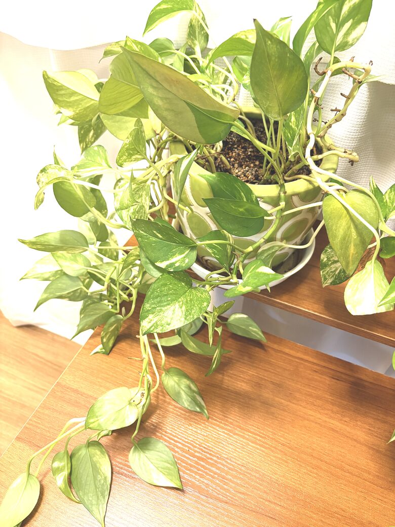 45. Plant - Pothos 2