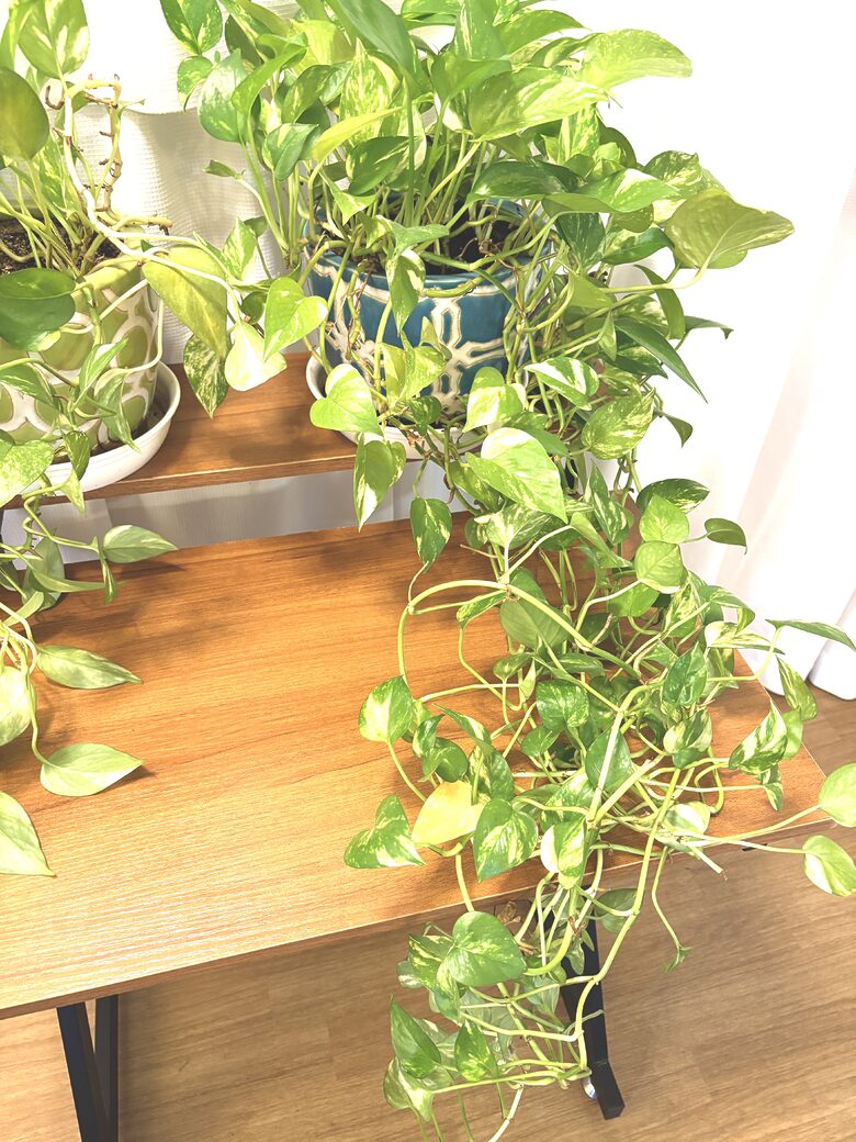 45. Plant - Pothos 3