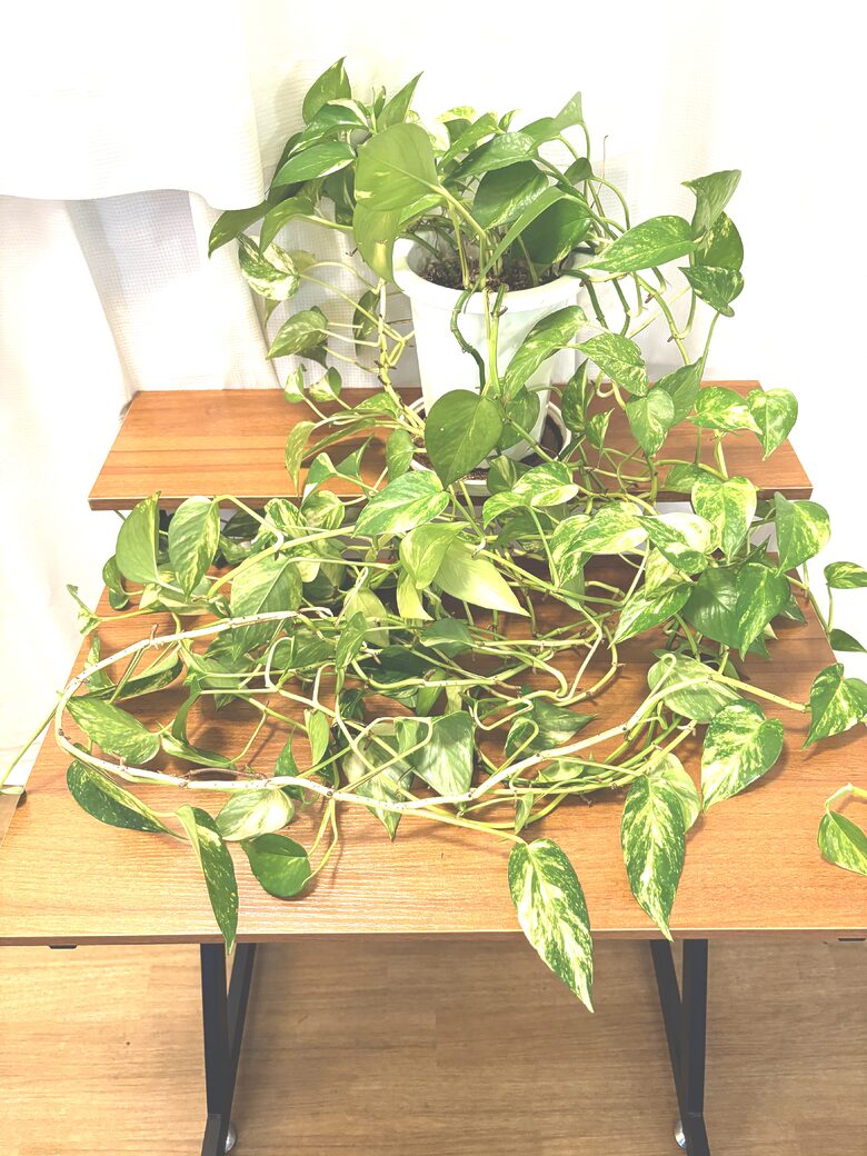 46. Plant - Pothos 1
