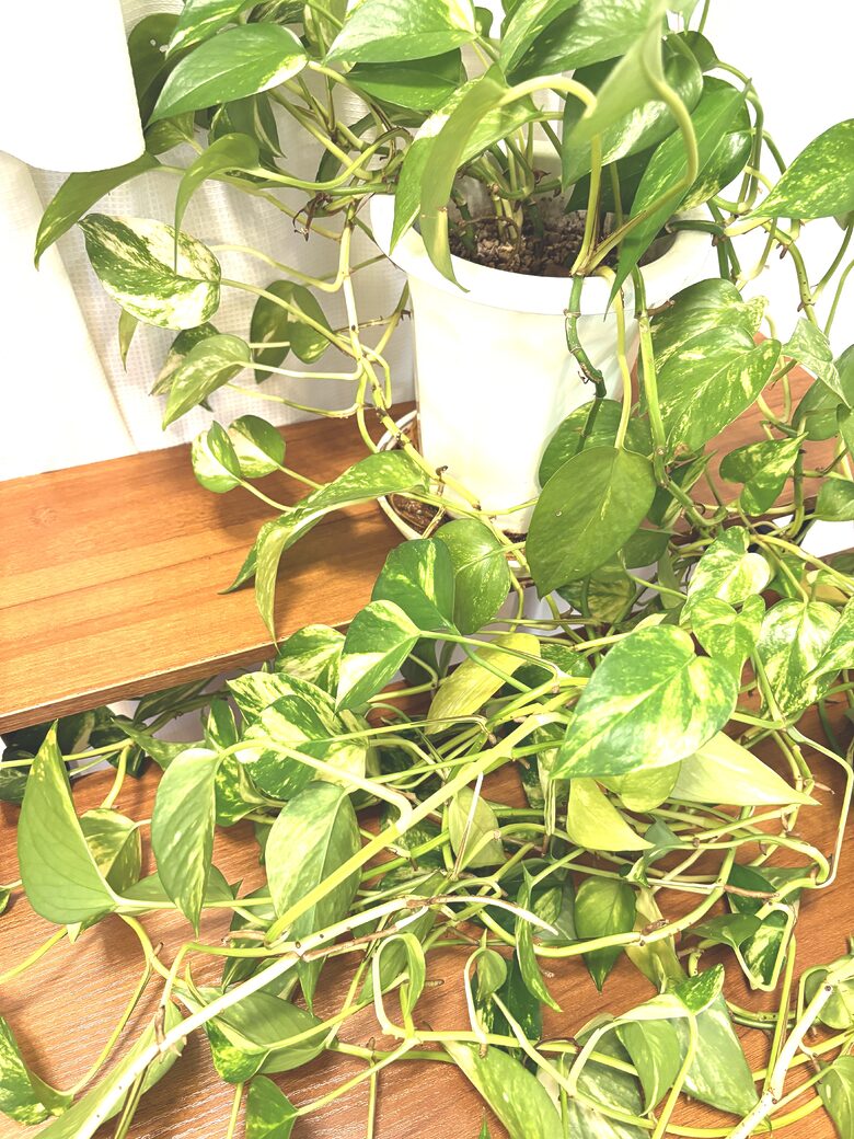 46. Plant - Pothos 2