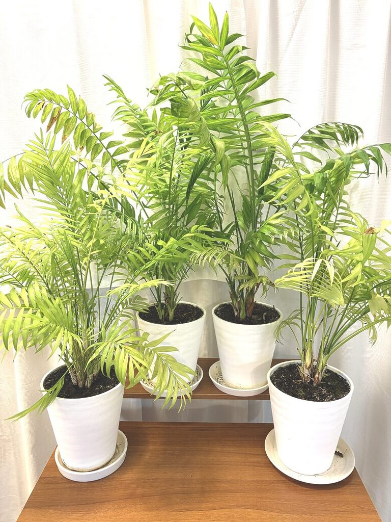 47. Plant - Bamboo Palm 1