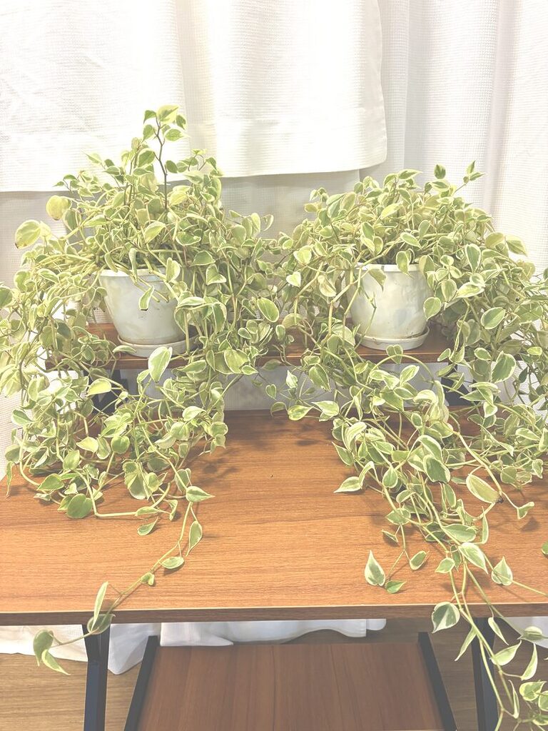 48. Plant - Peperomia 1