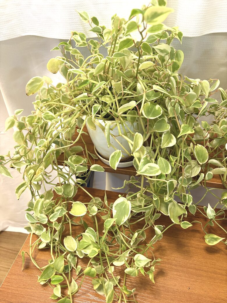 48. Plant - Peperomia 2