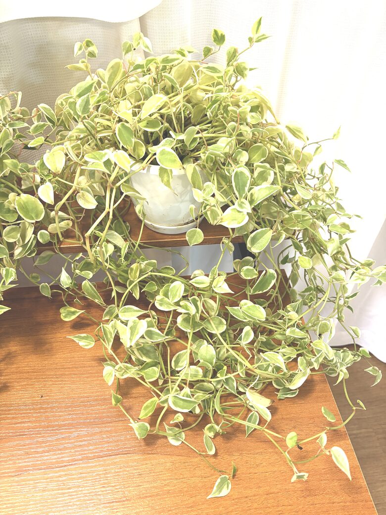 48. Plant - Peperomia 3