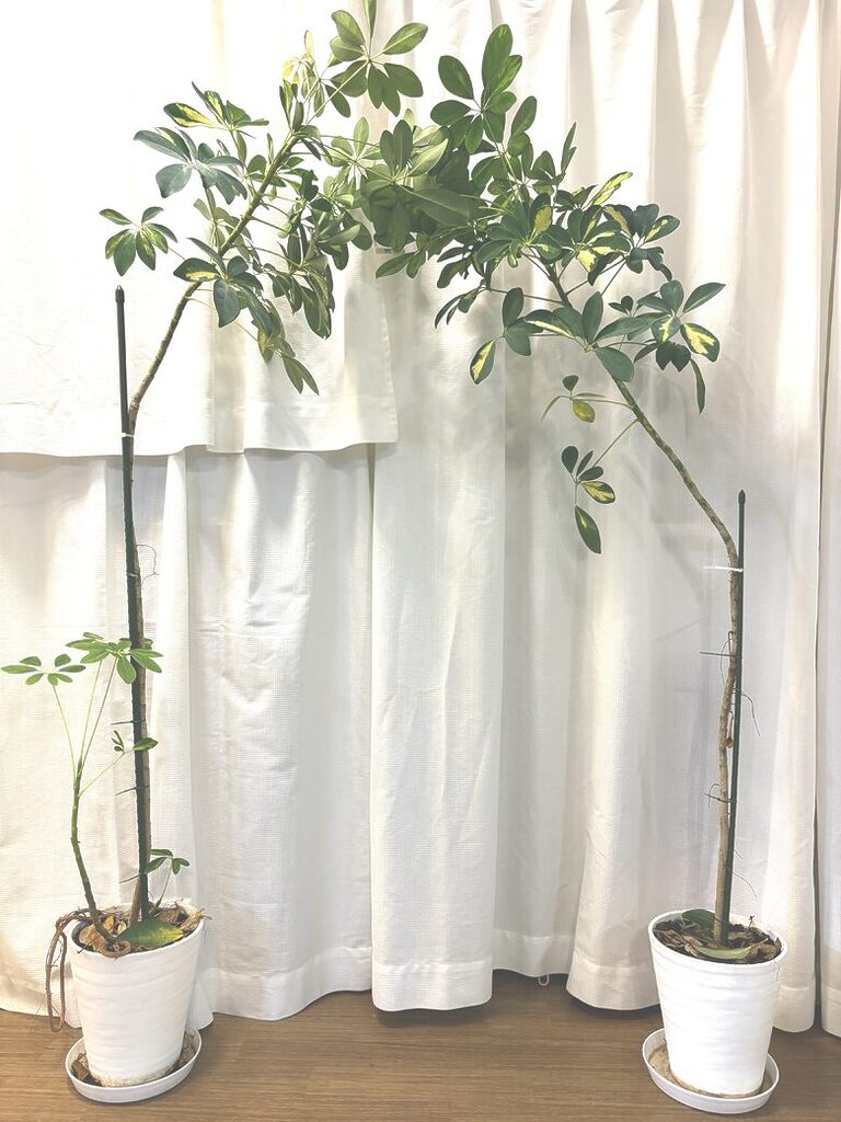 49. Plant - Schefflera 1