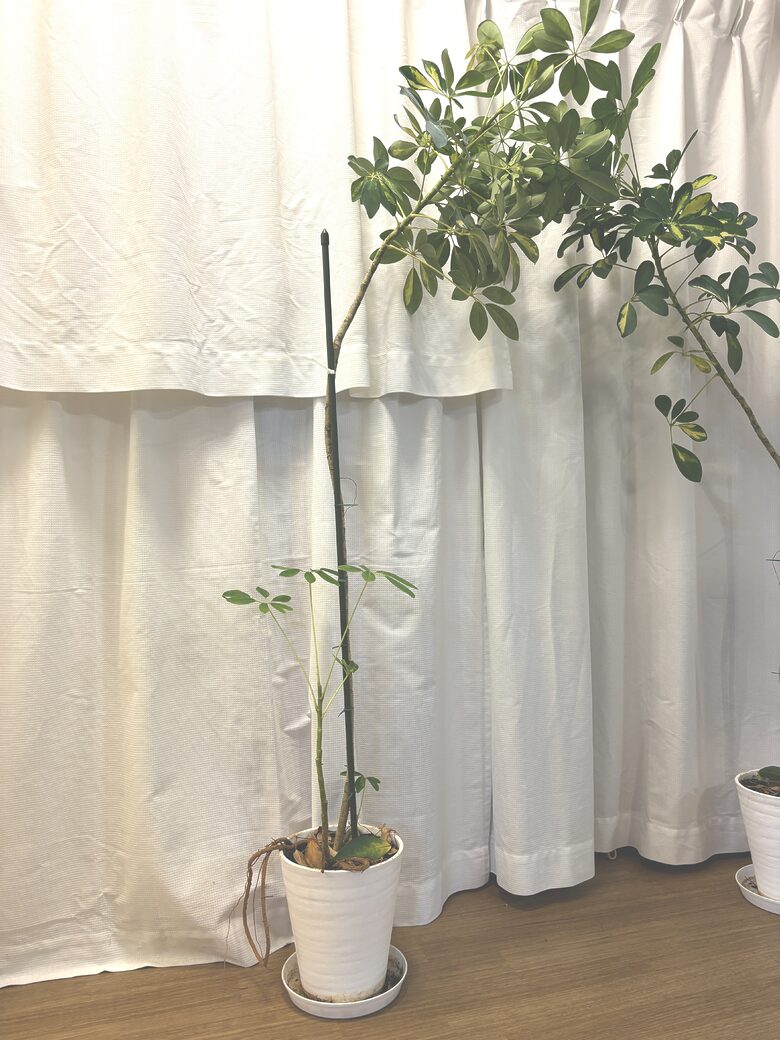 49. Plant - Schefflera 2