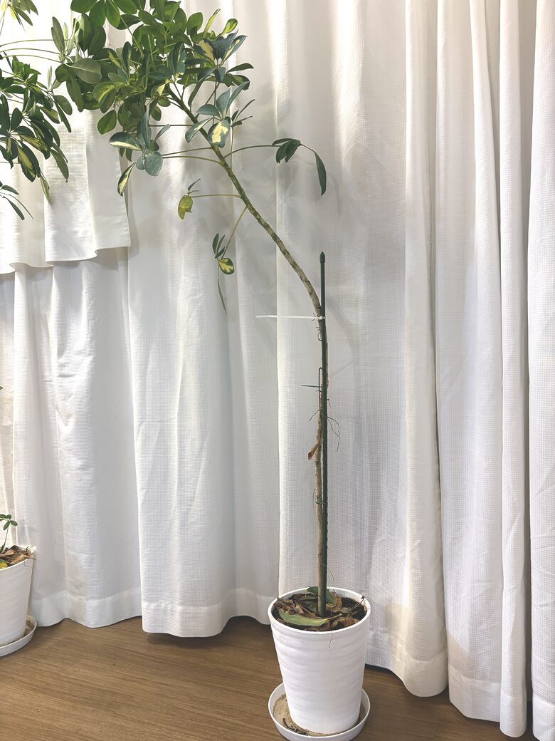 49. Plant - Schefflera 3